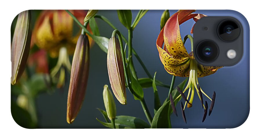 Orange Flowers iPhone 14 Case featuring the photograph Turk's Cap Lily #2 by Randy Bodkins
