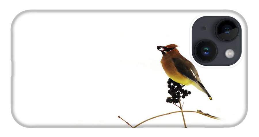 Waxwing iPhone 14 Case featuring the photograph Waxwing Wonders #2 by Andrea Kollo