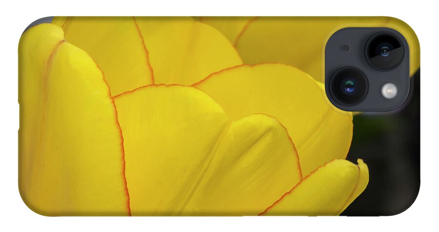 Tulips iPhone Case featuring the photograph Yellow by Cathy Kovarik