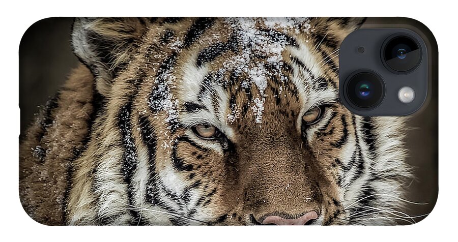Amur iPhone 14 Case featuring the photograph Amur Tiger #2 by Ron Pate