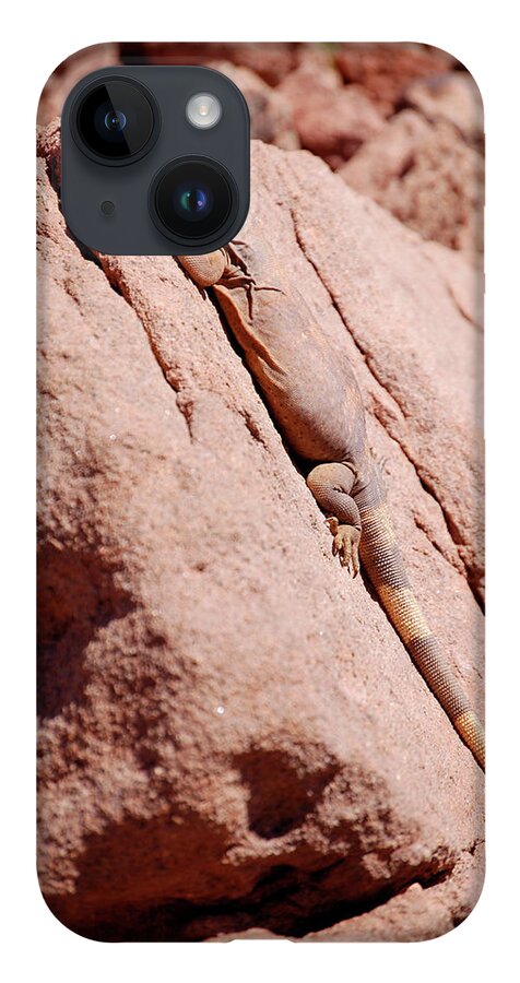 Chuckwalla iPhone 14 Case featuring the photograph Chuckwalla, Sauromalus ater #2 by Breck Bartholomew