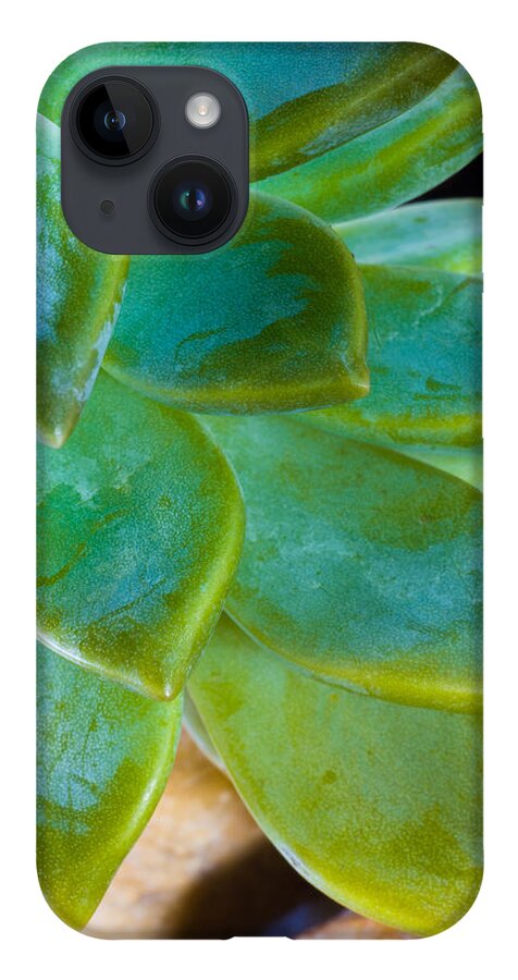 Beautiful iPhone 14 Case featuring the photograph Blue Pearl Plant by Raul Rodriguez