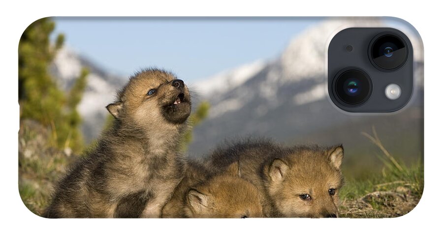 Gray Wolf iPhone 14 Case featuring the photograph Howling Wolf Cub #2 by Jean-Louis Klein & Marie-Luce Hubert