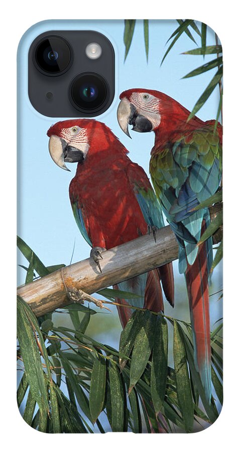 Mp iPhone 14 Case featuring the photograph Red And Green Macaw Ara Chloroptera #2 by Konrad Wothe