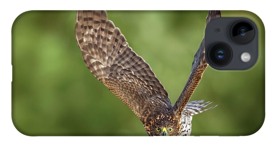 Amelia Island iPhone Case featuring the photograph Red-Tailed Hawk by Peter Lakomy