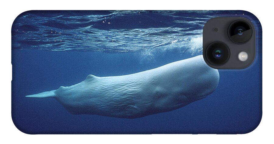 00270022 iPhone Case featuring the photograph White Sperm Whale by Hiroya Minakuchi
