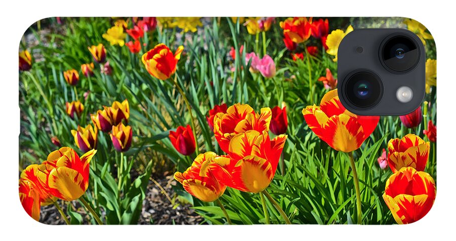 Tulips iPhone 14 Case featuring the photograph 2015 Acewood Tulips 1 by Janis Senungetuk