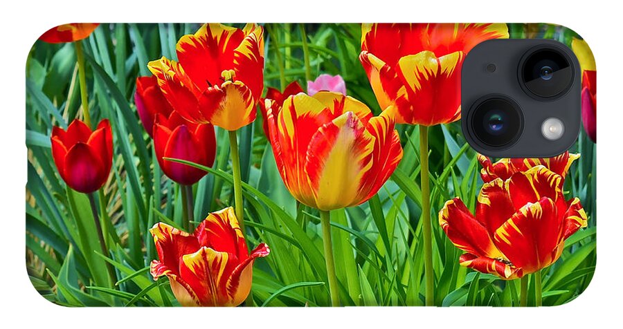 Tulips iPhone 14 Case featuring the photograph 2015 Acewood Tulips 6 by Janis Senungetuk