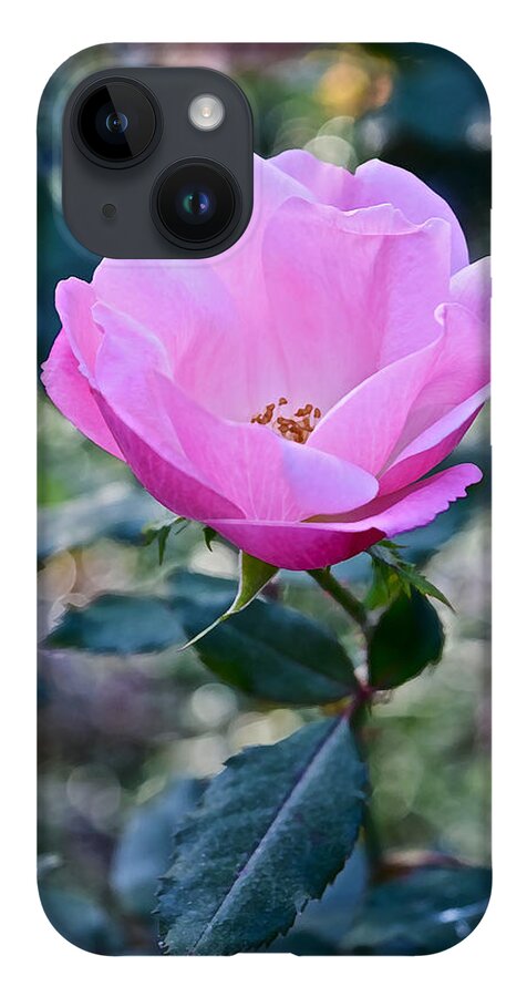 Rose iPhone 14 Case featuring the photograph 2015 After the Frost at the Garden Pink Rose by Janis Senungetuk