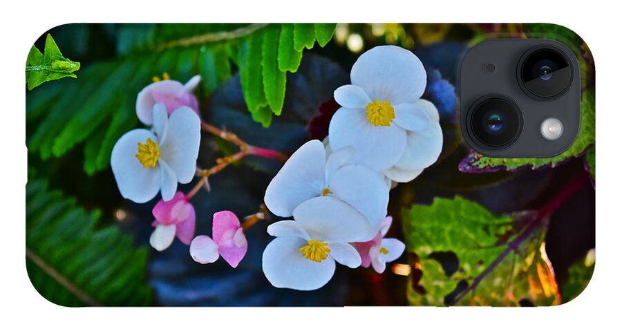 Begonias iPhone 14 Case featuring the photograph 2015 Early September at the Garden Begonias by Janis Senungetuk