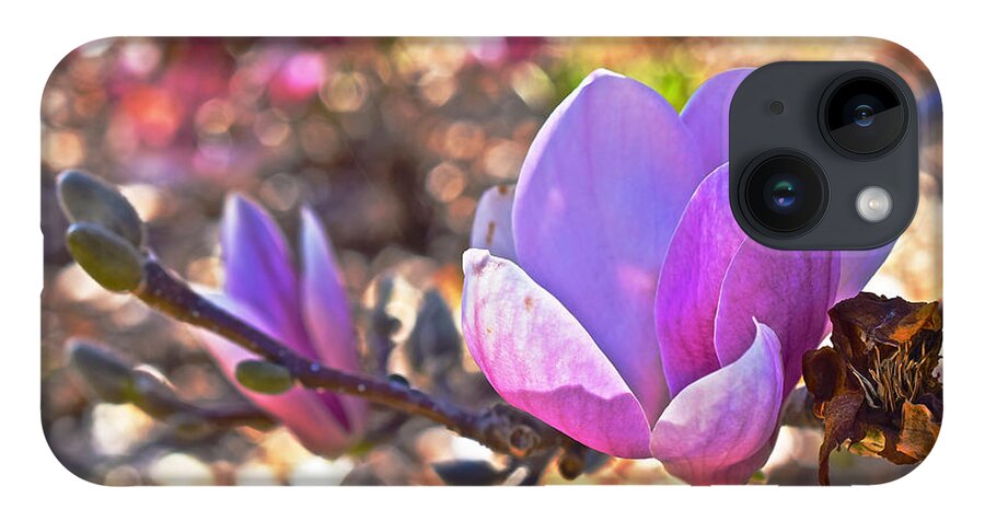Magnolias iPhone Case featuring the photograph 2015 Early Spring Magnolia by Janis Senungetuk