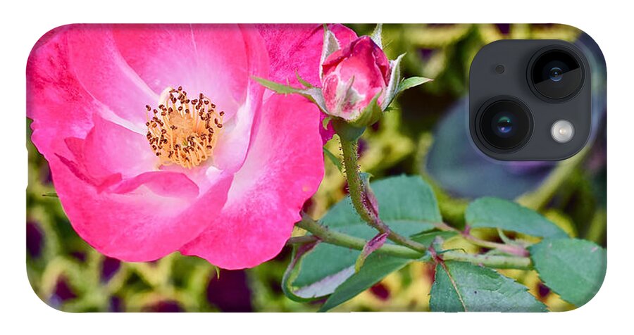 Double Knockout Rose iPhone 14 Case featuring the photograph 2015 Fall Equinox at the Garden Hello Fall by Janis Senungetuk