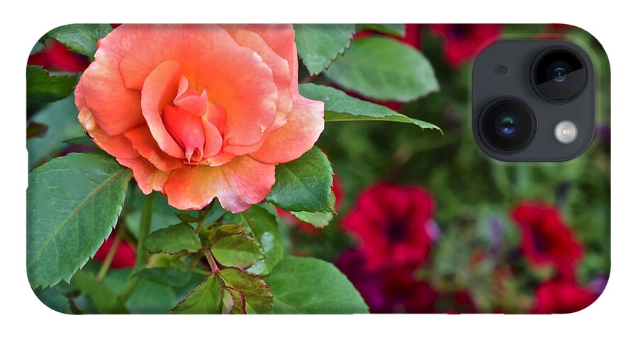 Rose iPhone 14 Case featuring the photograph 2015 Fall Equinox at the Garden Sunset Rose and Petunias by Janis Senungetuk