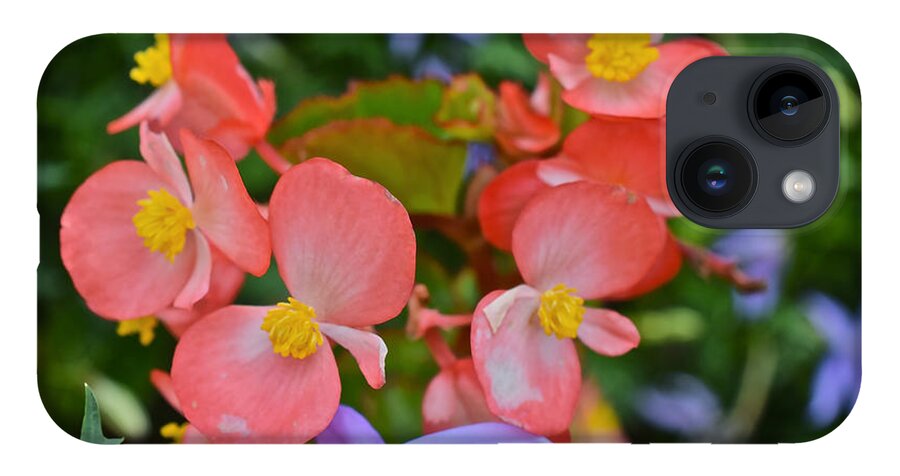 Begonias iPhone 14 Case featuring the photograph 2015 Mid September at the Garden Begonias 2 by Janis Senungetuk