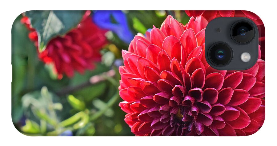 Dahlias iPhone 14 Case featuring the photograph 2015 Mid September at the Garden Dahlias 2 by Janis Senungetuk