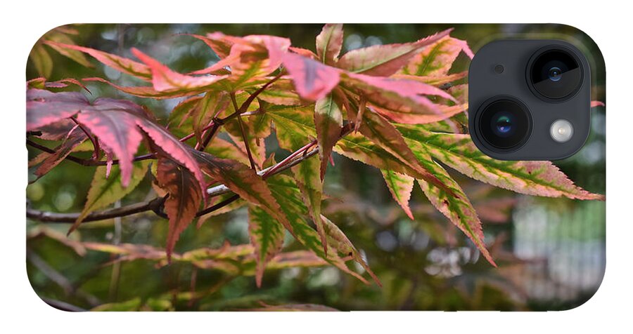 Japanese Maple iPhone 14 Case featuring the photograph 2015 Mid-September at the Garden Japanese Maple 1 by Janis Senungetuk