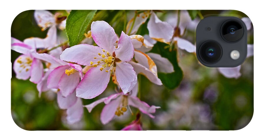 Crabapple Blossoms iPhone 14 Case featuring the photograph 2015 Spring at the Gardens White Crabapple Blossoms 1 by Janis Senungetuk