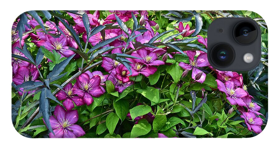 Clematis iPhone 14 Case featuring the photograph 2015 Summer at the Garden Beautiful Clematis by Janis Senungetuk