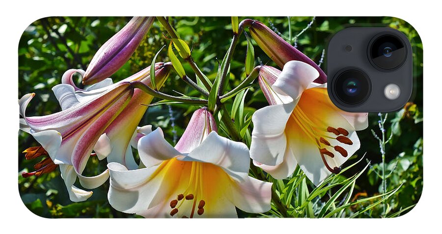 Lilies iPhone 14 Case featuring the photograph 2015 Summer at the Garden Lilies in the Rose Garden 1 by Janis Senungetuk
