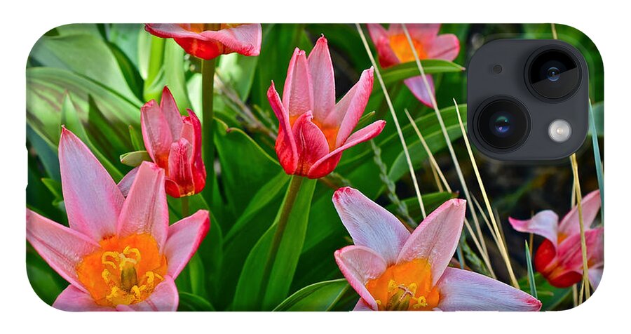 Tulips iPhone 14 Case featuring the photograph 2016 Acewood Tulips 2 by Janis Senungetuk