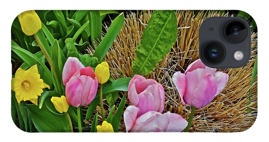 Tulips iPhone 14 Case featuring the photograph 2016 Acewood Tulips and Daffodils by Janis Senungetuk