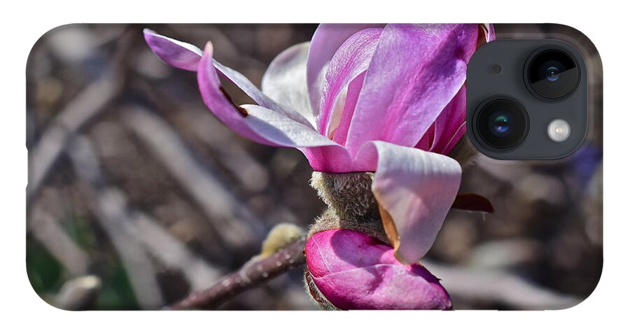 Magnolia iPhone 14 Case featuring the photograph 2016 Early Spring Loebner Magnolia 2 by Janis Senungetuk