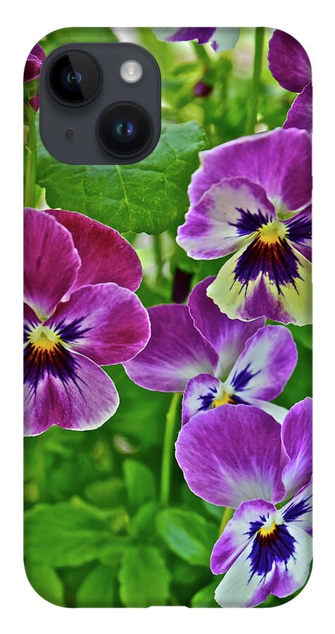 Pansies iPhone 14 Case featuring the photograph 2016 Mid May Pansies 1 by Janis Senungetuk