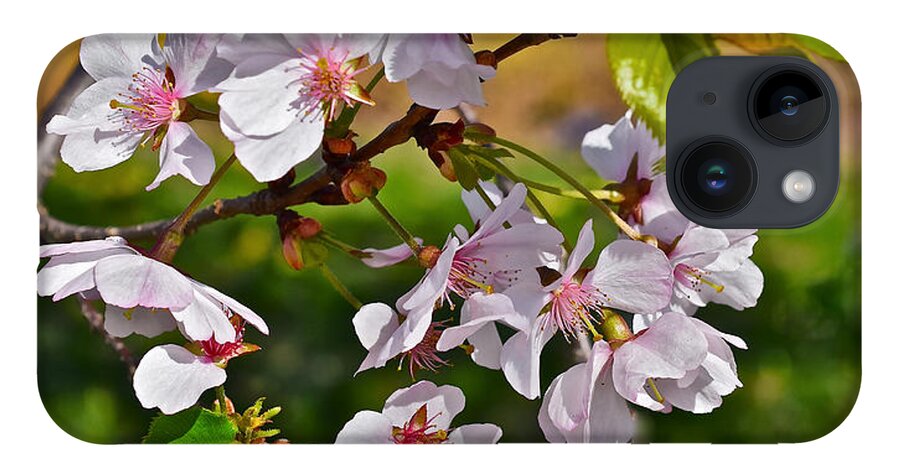 Cherry Blossoms iPhone 14 Case featuring the photograph 2016 Olbrich Cherry Blossoms 3 by Janis Senungetuk