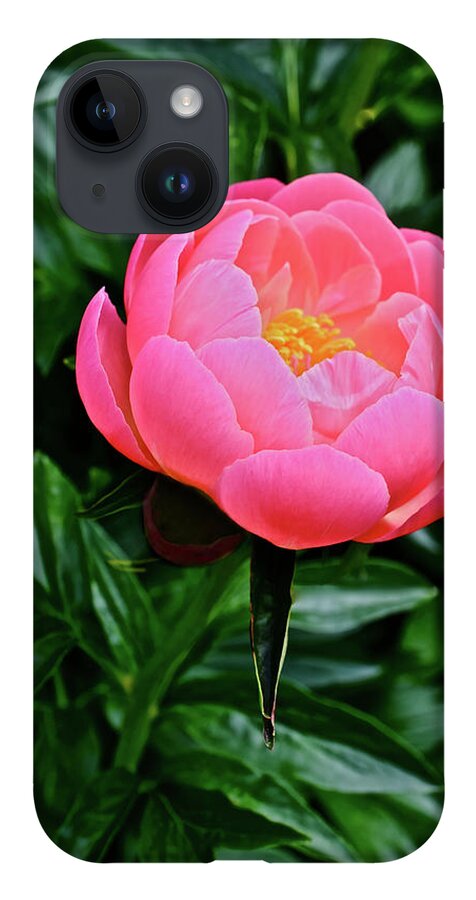 Peony iPhone 14 Case featuring the photograph 2017 End of May at the Gardens Pink Hawaiian Coral Peony by Janis Senungetuk