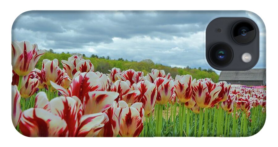 Keywords:tulips iPhone 14 Case featuring the photograph 2017 Wicked Awesome Tulips by Tammie Miller