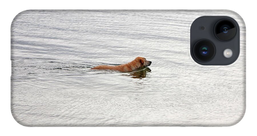 Golden Labrador Retriever iPhone 14 Case featuring the photograph 3 - Golden Lab Lovin Life by Joseph Keane