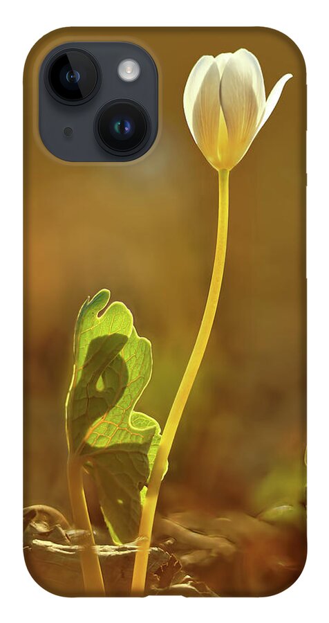 Sanguinaria Canadensis iPhone Case featuring the photograph Bloodroot by Robert Charity