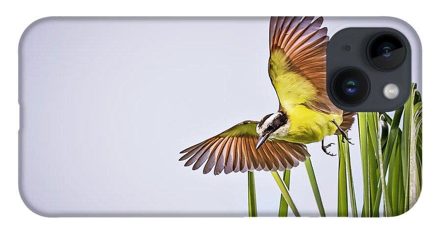 Animal iPhone Case featuring the photograph Great Crested Flycatcher by Peter Lakomy