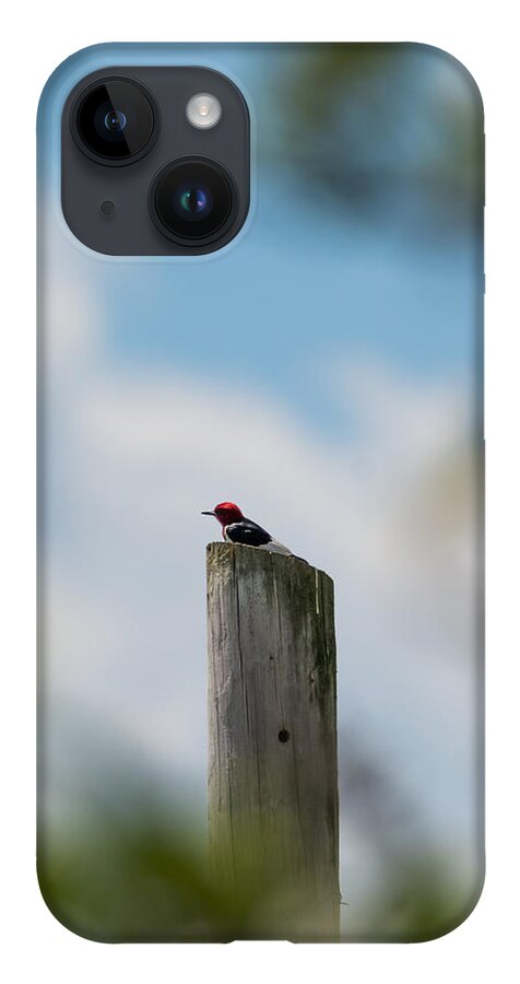 Red-headed Woodpecker iPhone Case featuring the photograph Red-Headed Woodpecker by Holden The Moment