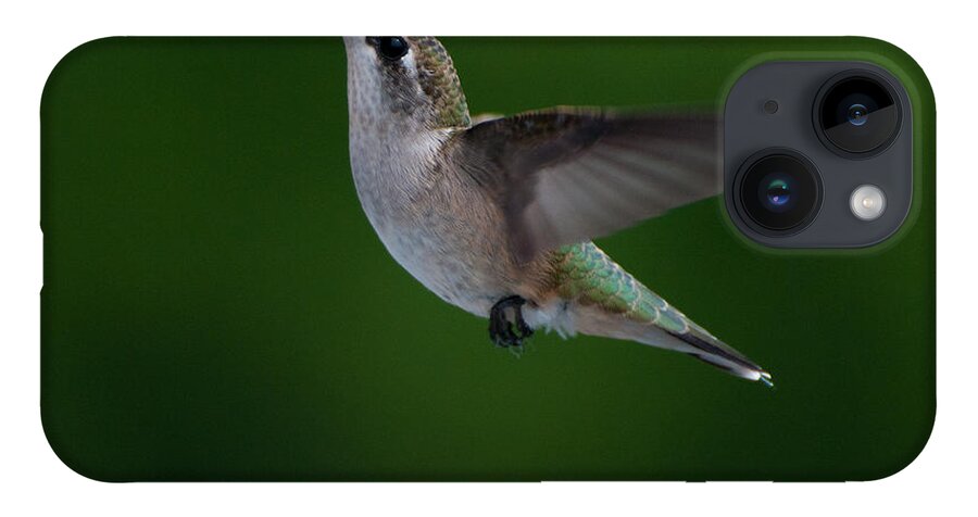 Hummers iPhone 14 Case featuring the photograph Female Ruby Throated Hummingbird #4 by Brenda Jacobs