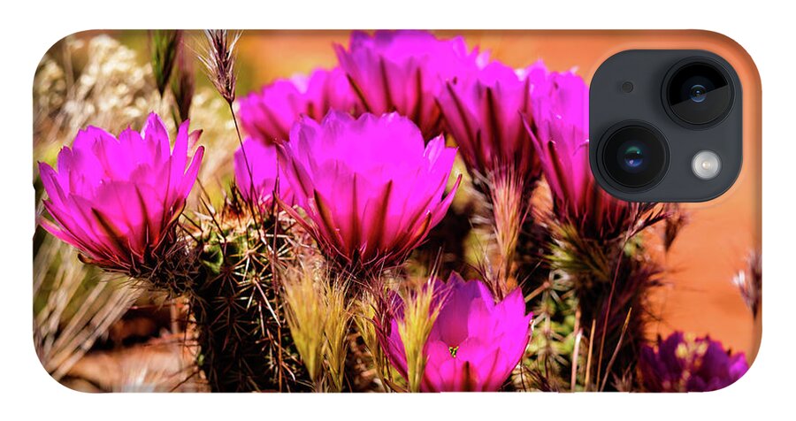 Arizona iPhone 14 Case featuring the photograph Sedona Cactus Flower by Raul Rodriguez