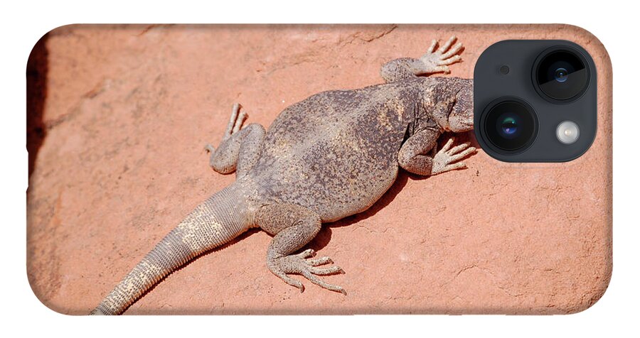 Chuckwalla iPhone 14 Case featuring the photograph Chuckwalla, Sauromalus ater #6 by Breck Bartholomew