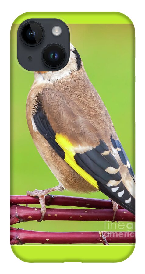 Goldfinch iPhone 14 Case featuring the photograph European goldfinch bird close up  #7 by Simon Bratt