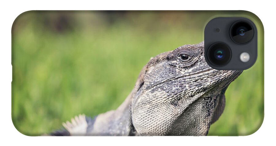 Animal iPhone Case featuring the photograph Iguana by Peter Lakomy
