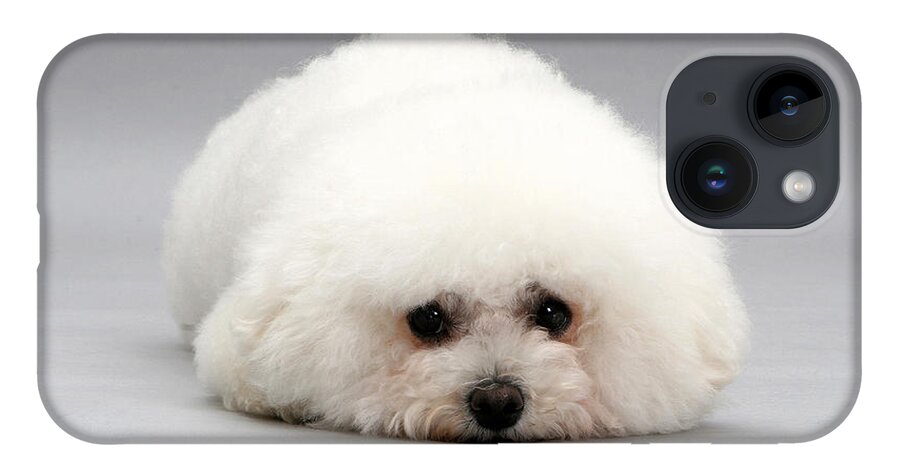 Dog iPhone Case featuring the photograph Bichon Frise by Jane Burton