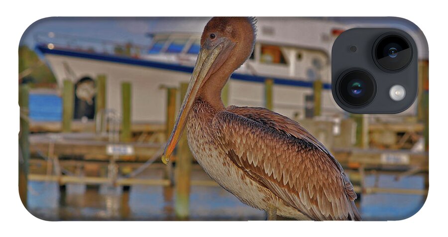 Brown Pelican iPhone Case featuring the photograph 8- Brown Pelican by Joseph Keane