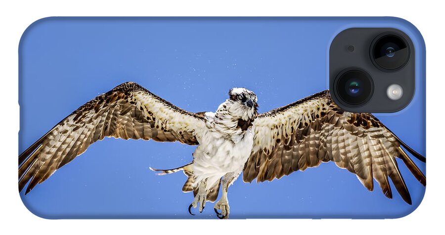 Naples iPhone 14 Case featuring the photograph Osprey #8 by Peter Lakomy