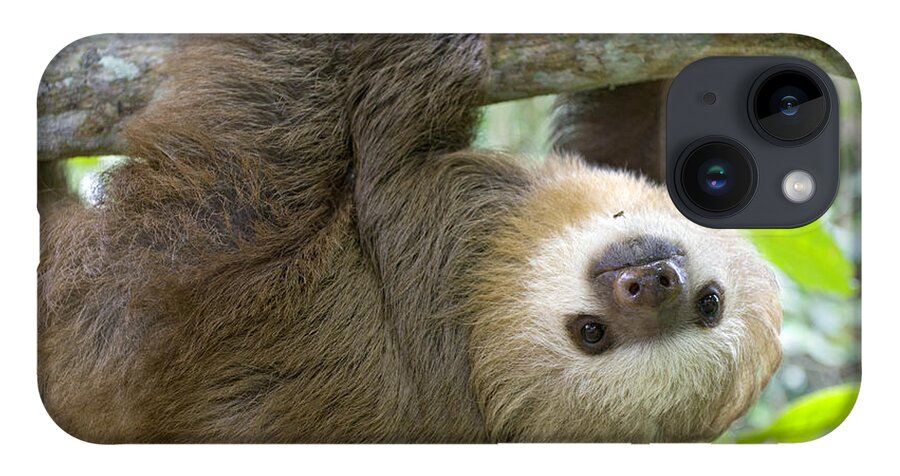 Mp iPhone 14 Case featuring the photograph Hoffmanns Two-toed Sloth Choloepus #9 by Suzi Eszterhas