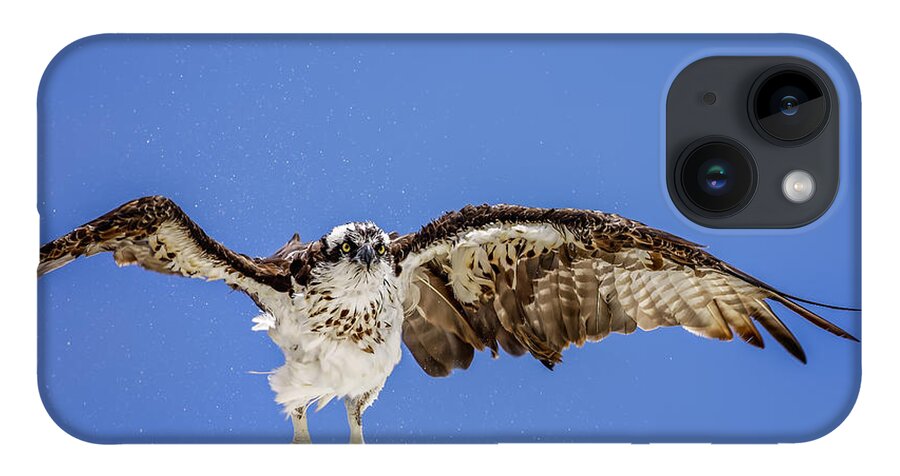Naples iPhone Case featuring the photograph Osprey by Peter Lakomy