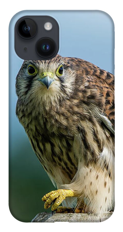 Kestrel iPhone 14 Case featuring the photograph A beautiful young kestrel looking behind you by Torbjorn Swenelius