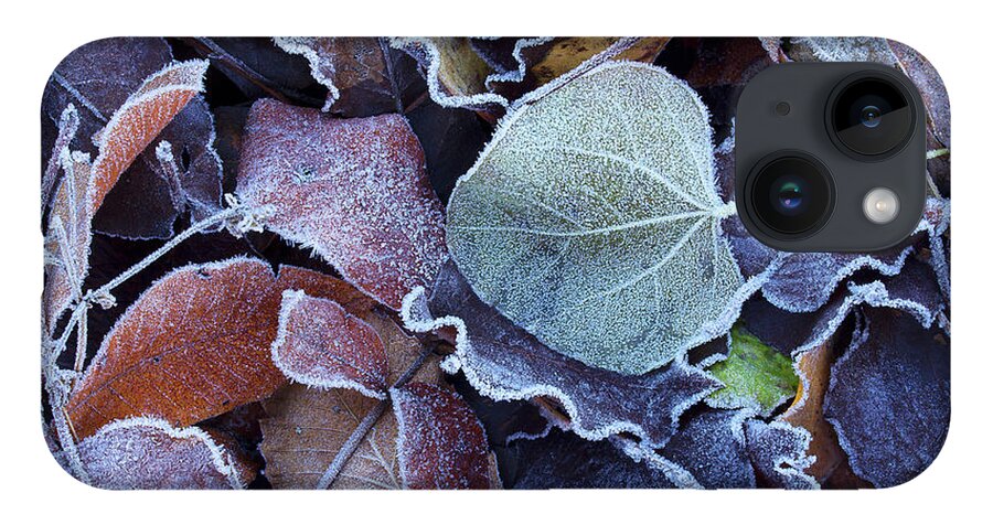 Leaves iPhone 14 Case featuring the photograph A Frosty November Morning by Mike Eingle