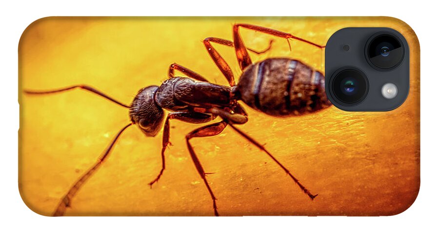 Ant iPhone 14 Case featuring the photograph A little ant by Lilia S