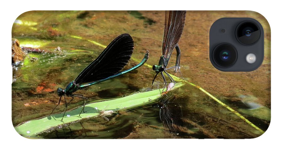 Damselfly iPhone 14 Case featuring the photograph A pair alight by Azthet Photography