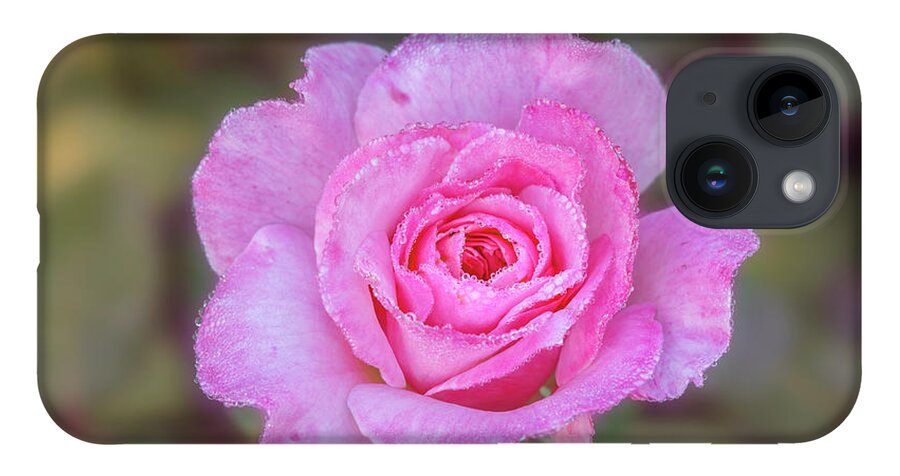 Rose iPhone 14 Case featuring the photograph A pink rose kissed by morning dew. by Usha Peddamatham