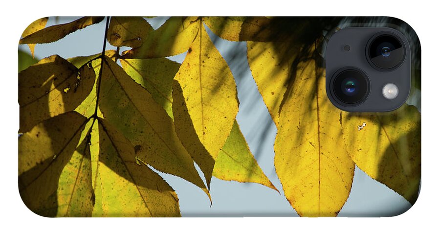 Fall Leaves iPhone 14 Case featuring the photograph A Season Of Change by Mike Eingle